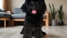 SİYAH İNCİ TOYPOODLE YAVRU
